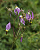  A002887-906oof60